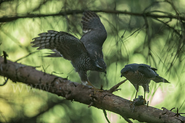 Sperber (Accipiter nisus)