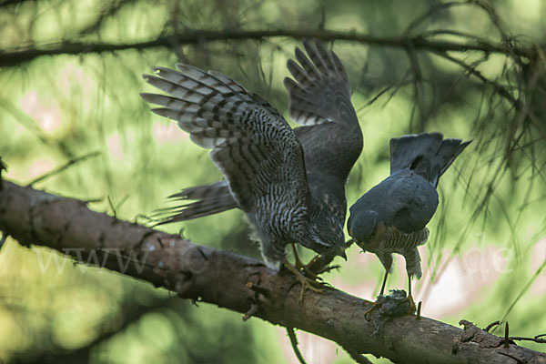 Sperber (Accipiter nisus)