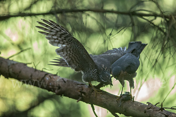 Sperber (Accipiter nisus)