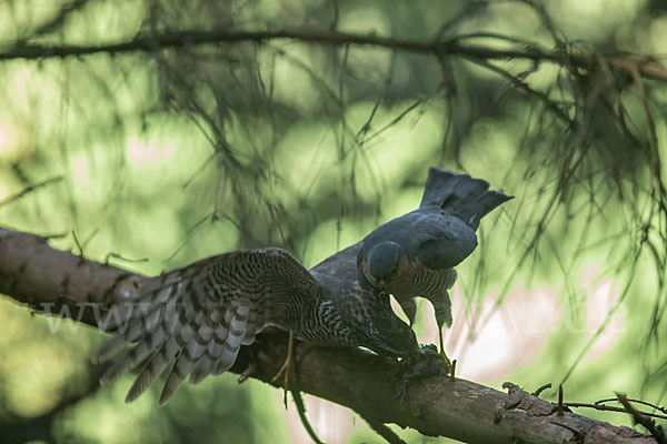 Sperber (Accipiter nisus)