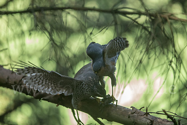 Sperber (Accipiter nisus)