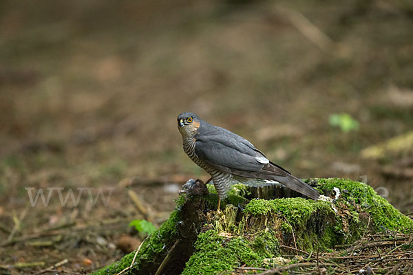 Sperber (Accipiter nisus)