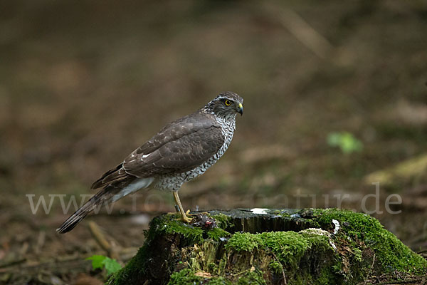 Sperber (Accipiter nisus)