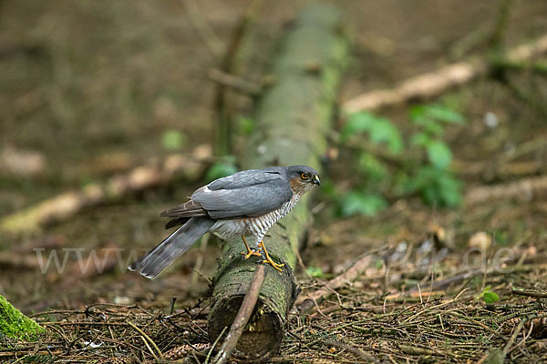 Sperber (Accipiter nisus)