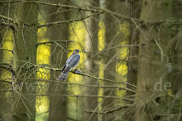 Sperber (Accipiter nisus)