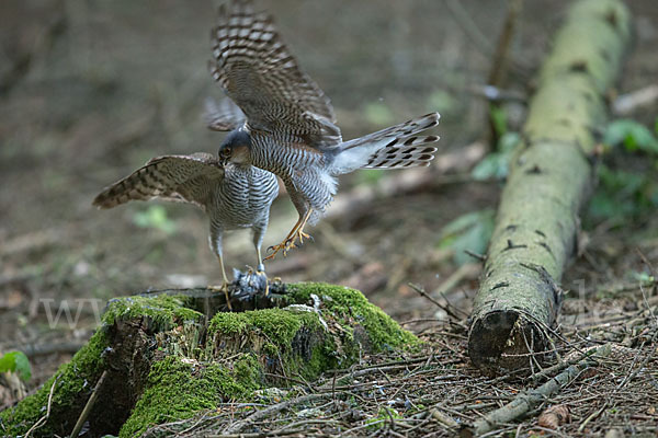 Sperber (Accipiter nisus)