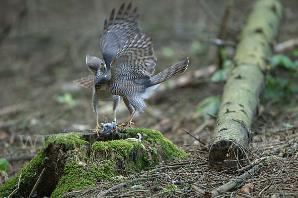 Sperber (Accipiter nisus)