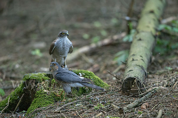 Sperber (Accipiter nisus)