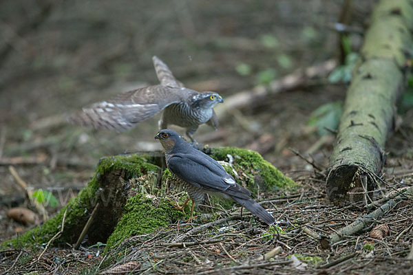 Sperber (Accipiter nisus)