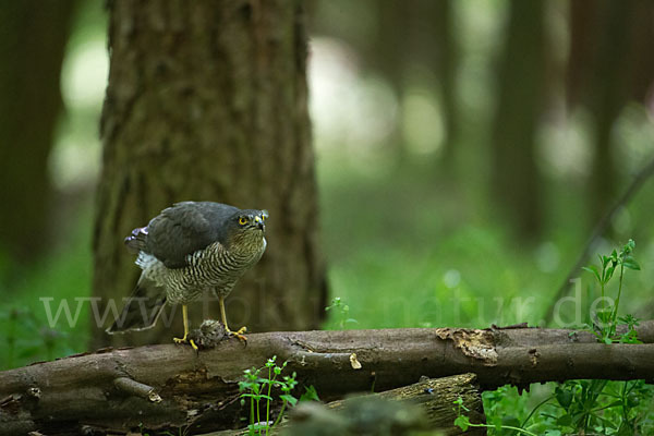 Sperber (Accipiter nisus)