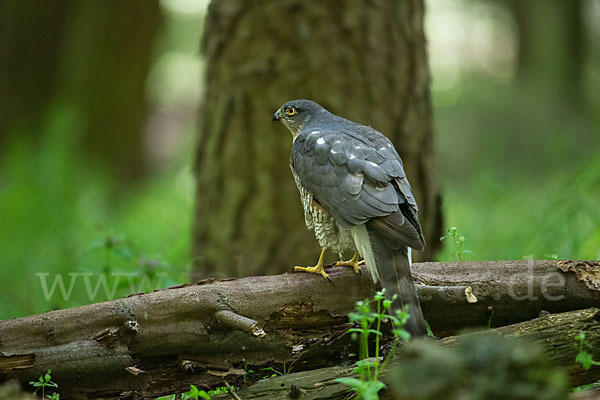 Sperber (Accipiter nisus)