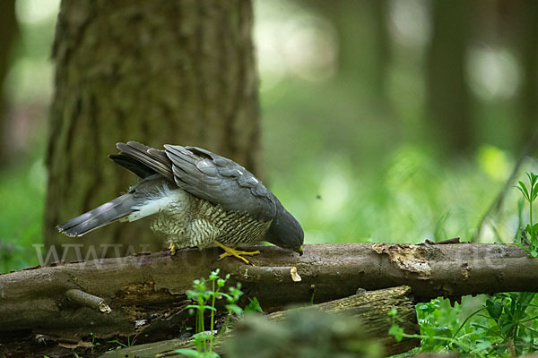 Sperber (Accipiter nisus)