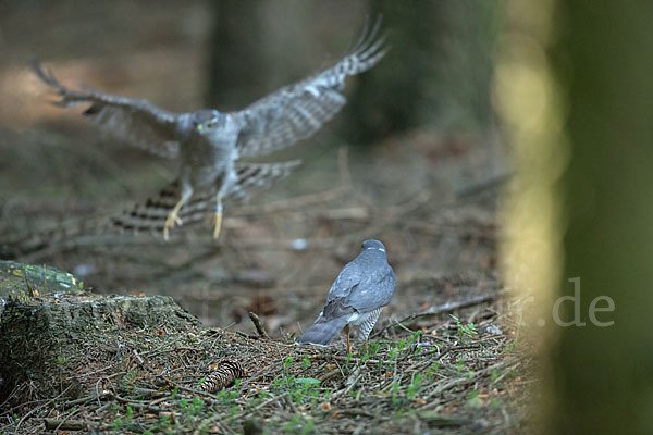 Sperber (Accipiter nisus)