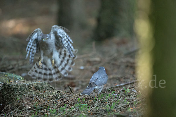 Sperber (Accipiter nisus)