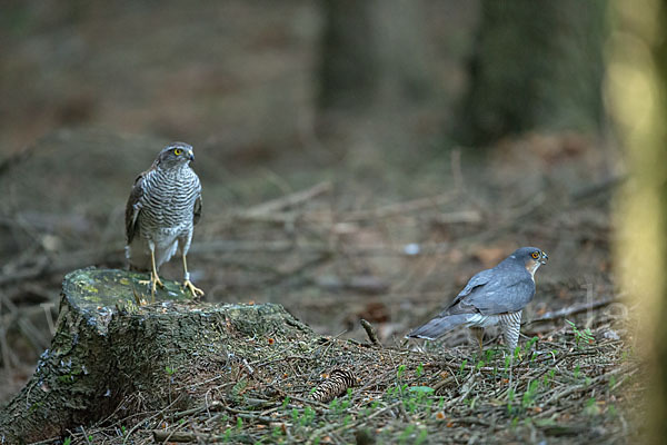 Sperber (Accipiter nisus)