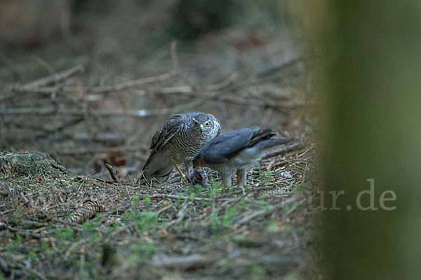 Sperber (Accipiter nisus)