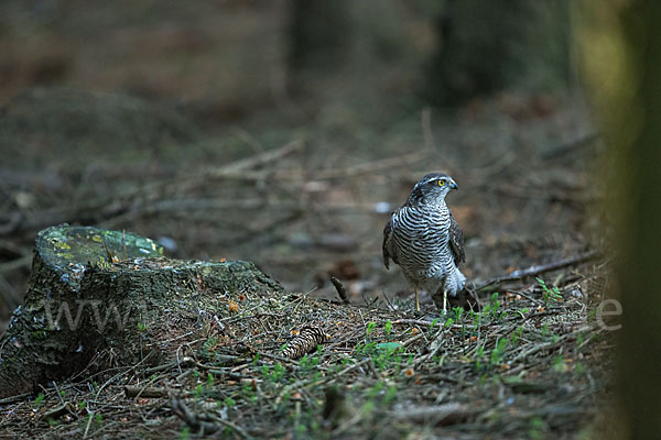 Sperber (Accipiter nisus)