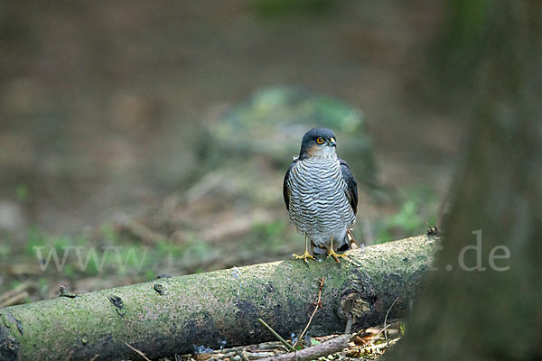 Sperber (Accipiter nisus)