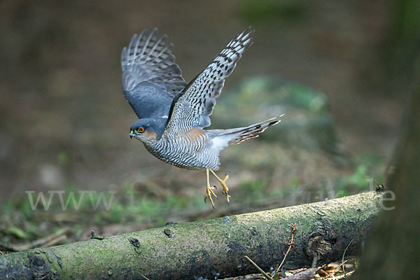 Sperber (Accipiter nisus)