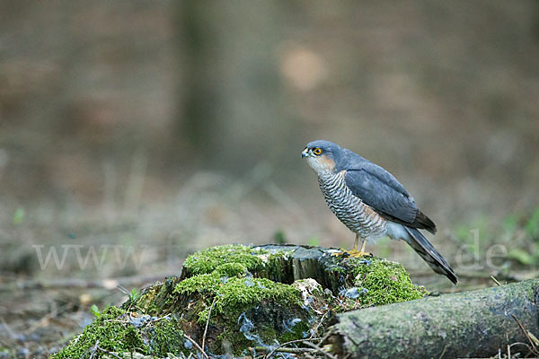 Sperber (Accipiter nisus)