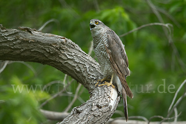 Sperber (Accipiter nisus)