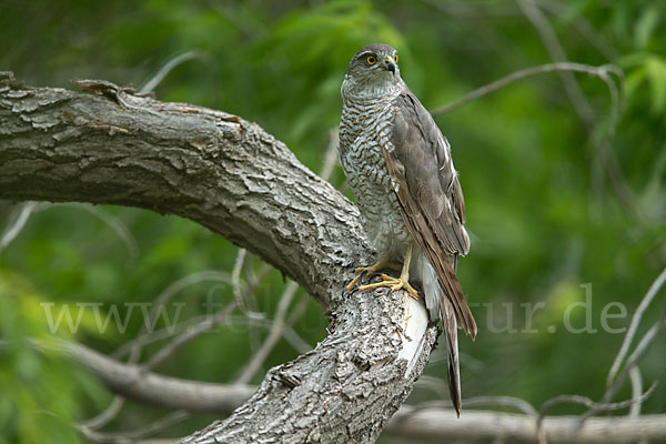 Sperber (Accipiter nisus)