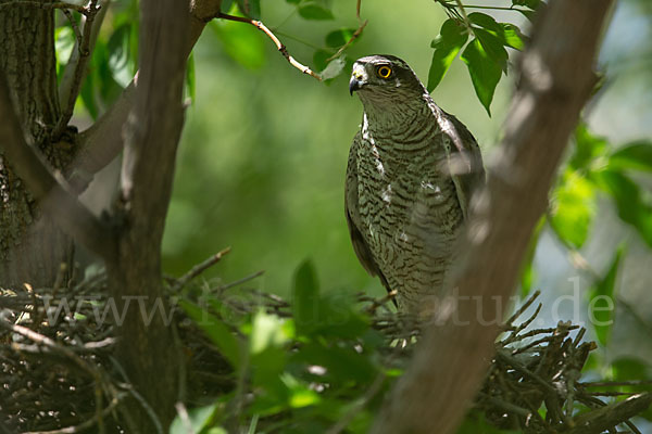 Sperber (Accipiter nisus)