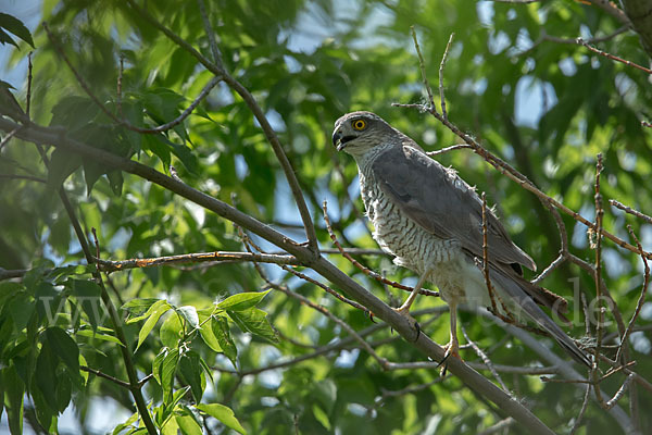 Sperber (Accipiter nisus)