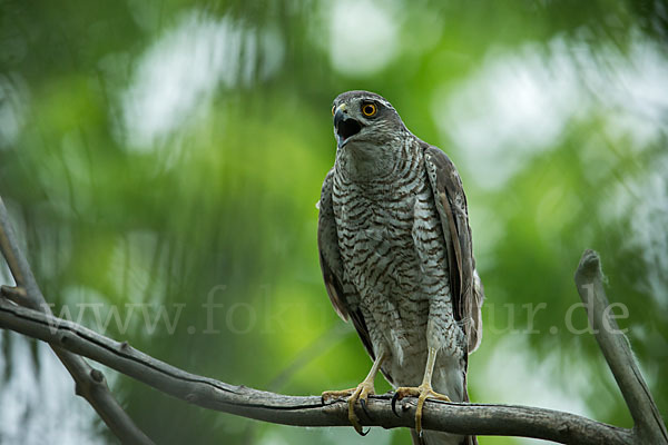 Sperber (Accipiter nisus)