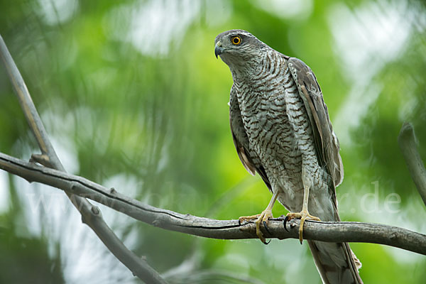 Sperber (Accipiter nisus)