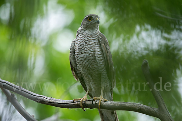 Sperber (Accipiter nisus)