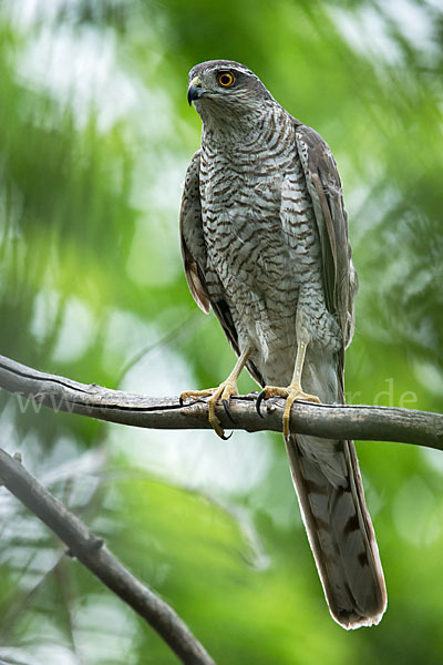 Sperber (Accipiter nisus)