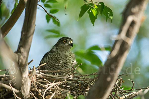 Sperber (Accipiter nisus)