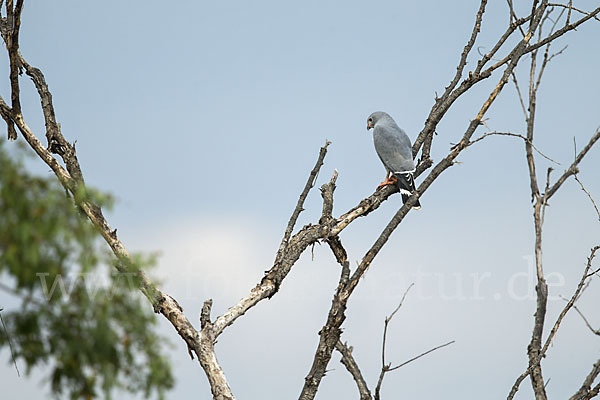 Sperberbussard (Kaupifalco monogrammicus)