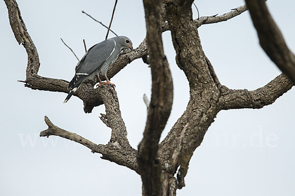 Sperberbussard (Kaupifalco monogrammicus)