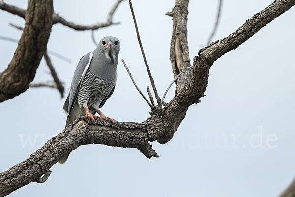 Sperberbussard (Kaupifalco monogrammicus)