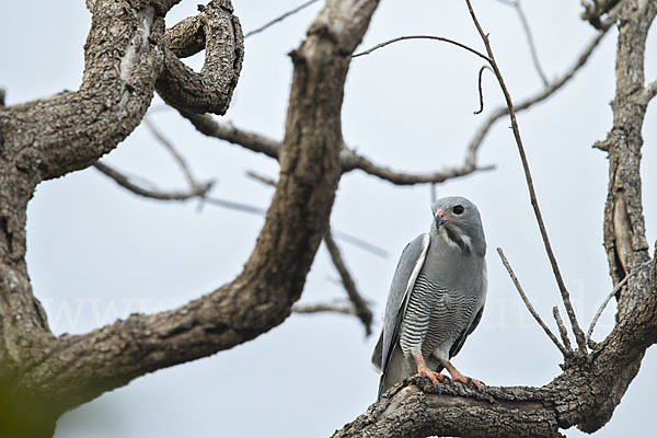 Sperberbussard (Kaupifalco monogrammicus)