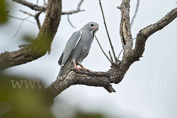 Sperberbussard (Kaupifalco monogrammicus)