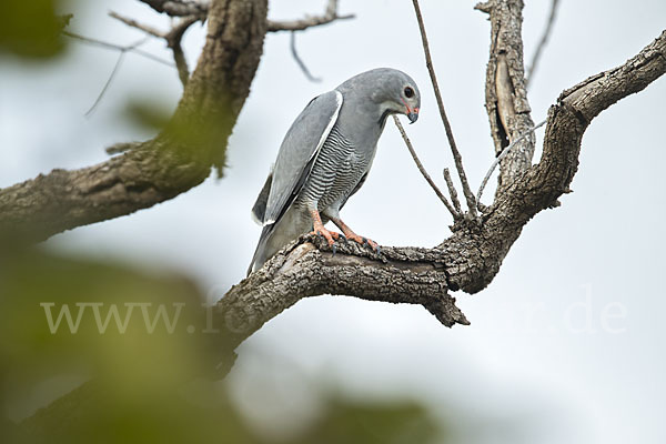 Sperberbussard (Kaupifalco monogrammicus)