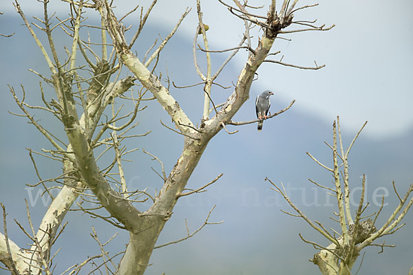 Sperberbussard (Kaupifalco monogrammicus)