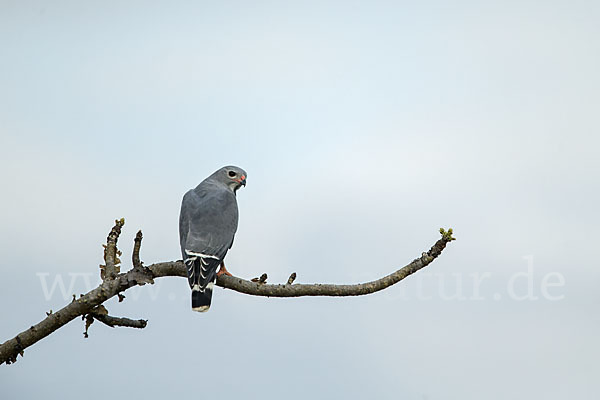 Sperberbussard (Kaupifalco monogrammicus)