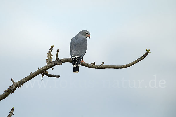 Sperberbussard (Kaupifalco monogrammicus)