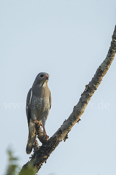 Sperberbussard (Kaupifalco monogrammicus)