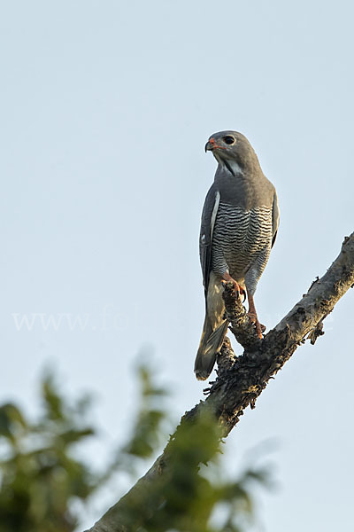 Sperberbussard (Kaupifalco monogrammicus)