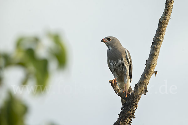 Sperberbussard (Kaupifalco monogrammicus)