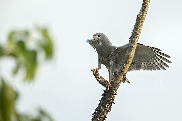 Sperberbussard (Kaupifalco monogrammicus)