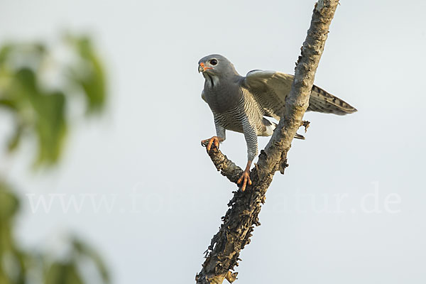 Sperberbussard (Kaupifalco monogrammicus)