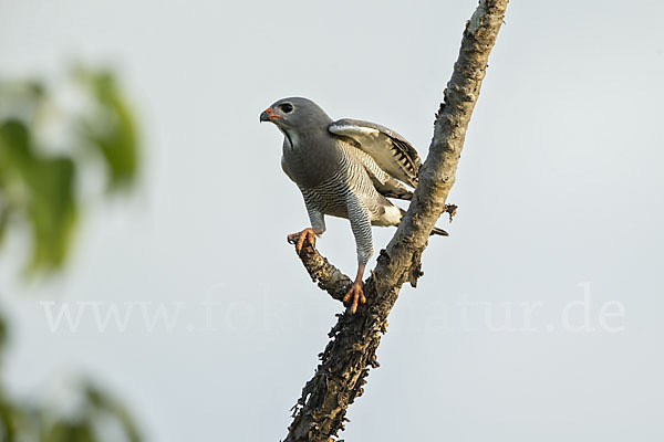 Sperberbussard (Kaupifalco monogrammicus)