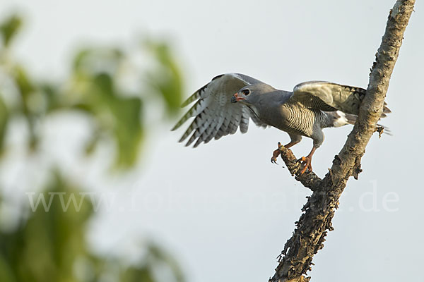 Sperberbussard (Kaupifalco monogrammicus)