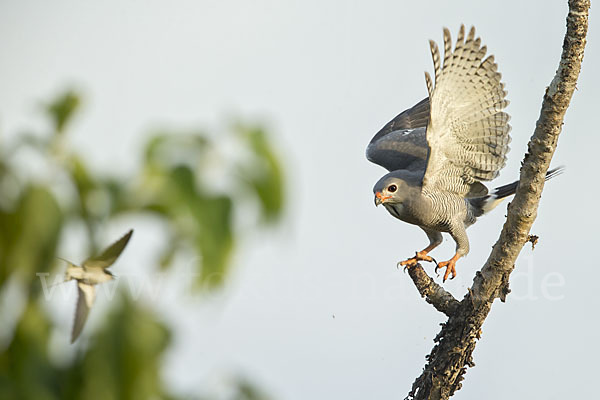 Sperberbussard (Kaupifalco monogrammicus)